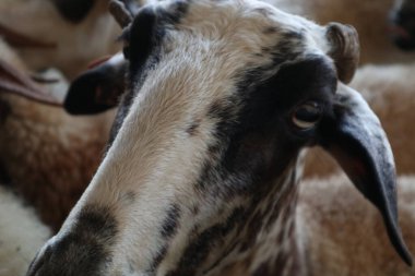 Çiftlik hayvanları, mandıra, tarım, koyun ve keçiler. Otçullar için yiyecek.