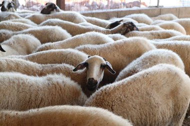 Çiftlik hayvanları, mandıra, tarım, koyun ve keçiler. Otçullar için yiyecek.