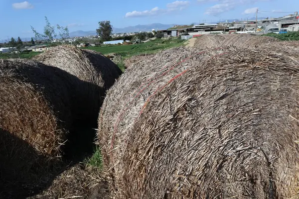 Yeşil bir alanda saman balyalarının manzarası. Otçullar için yiyecek.