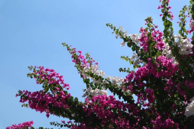 Çiçekli Bougainvillea çalısı, çiçekli arka plan. Adını Louis Antoine de Bougainville 'den alan popüler bir süs bitkisi..