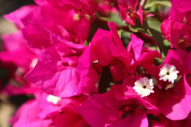 Blooming bougainvillea bush, floral background. A popular ornamental plant named after explorer Louis Antoine de Bougainville. clipart