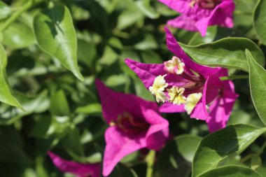 Blooming bougainvillea bush, floral background. A popular ornamental plant named after explorer Louis Antoine de Bougainville. clipart