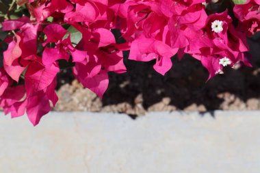 Blooming bougainvillea bush, floral background. A popular ornamental plant named after explorer Louis Antoine de Bougainville. clipart