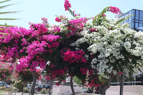 Çiçekli Bougainvillea çalısı, çiçekli arka plan. Adını Louis Antoine de Bougainville 'den alan popüler bir süs bitkisi..