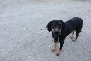 Siyah, aç, mantarlı bitkin bir köpek yolda duruyor. Köpeğin derisinde açıkça mantar enfeksiyonu izleri var..