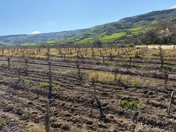 Yeşil tarlalarda üzüm bağı manzarası. Baharda Akdeniz tarımı, dağlık arazide üzüm bağları.