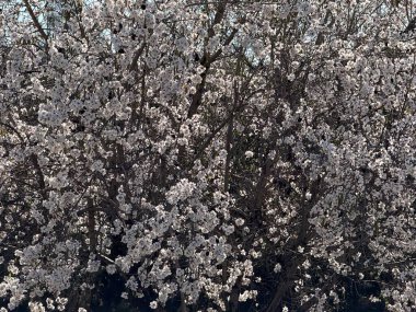 Baharda çiçek açan badem ağacı çiçekleri. Akdeniz 'de bahar, çiçek açan bitkiler ve ağaçlar.