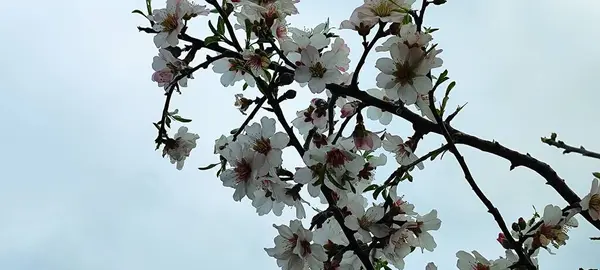 Baharda çiçek açan badem ağacı çiçekleri. Akdeniz 'de bahar, çiçek açan bitkiler ve ağaçlar.