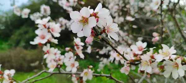 Baharda çiçek açan badem ağacı çiçekleri. Akdeniz 'de bahar, çiçek açan bitkiler ve ağaçlar.