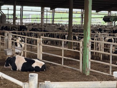 Et ve mandıra çiftliği, çiftlik hayvanları. Sığır yetiştirme, süt ineği yetiştirme..