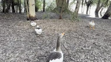 Su kuşu ve çiftlik kuşları halka açık bir parkta, vahşi doğada. Kazlar, ördekler, tatlı su deposunun yakınındaki vahşi su kuşları..