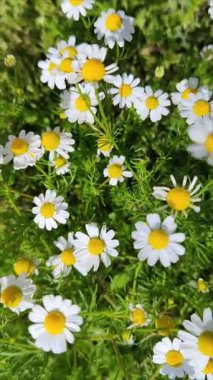 Papatyalar birçok ülkenin manzaralarını parlak sarı renkleriyle süsler. Bitki, dağlık alanlar da dahil olmak üzere çeşitli habitatlarda gelişir..