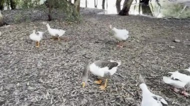 Su kuşu ve çiftlik kuşları halka açık bir parkta, vahşi doğada. Kazlar, ördekler, tatlı su deposunun yakınındaki vahşi su kuşları..