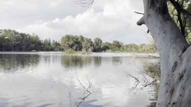 Su kuşu ve çiftlik kuşları halka açık bir parkta, vahşi doğada. Kazlar, ördekler, tatlı su deposunun yakınındaki vahşi su kuşları..