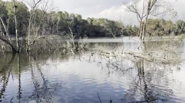 Su kuşu ve çiftlik kuşları halka açık bir parkta, vahşi doğada. Kazlar, ördekler, tatlı su deposunun yakınındaki vahşi su kuşları..