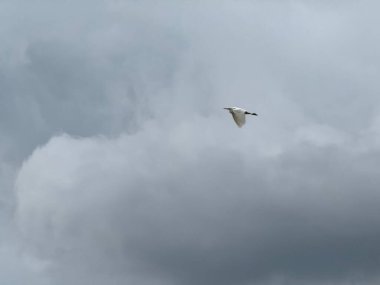 Heron uçuyor. Bulutlu gökyüzünde uçan bir balıkçıl.