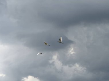 Heron uçuyor. Bulutlu gökyüzünde uçan bir balıkçıl.