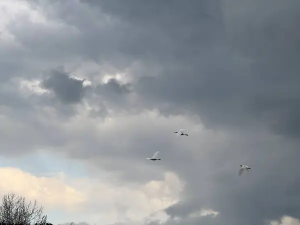 Heron uçuyor. Bulutlu gökyüzünde uçan bir balıkçıl.