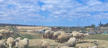 Koyun tarlanın etrafında yürüyor. Çiftlik hayvanları, mandıra, tarım, koyun ve keçiler. Otçullar için yiyecek.