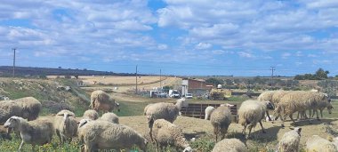 Çiftlik hayvanları, mandıra, tarım, koyun ve keçiler. Otçullar için yiyecek.