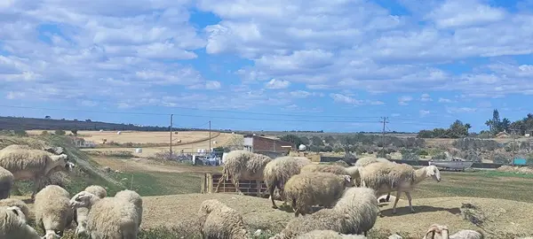 Koyun tarlanın etrafında yürüyor. Çiftlik hayvanları, mandıra, tarım, koyun ve keçiler. Otçullar için yiyecek.