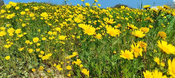 Sarı papatya, pek çok ülkenin manzarasını parlak sarı renkleriyle süslüyor. Bitki, dağlık alanlar da dahil olmak üzere çeşitli habitatlarda gelişir..