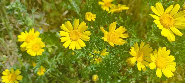 Sarı papatya, pek çok ülkenin manzarasını parlak sarı renkleriyle süslüyor. Bitki, dağlık alanlar da dahil olmak üzere çeşitli habitatlarda gelişir..