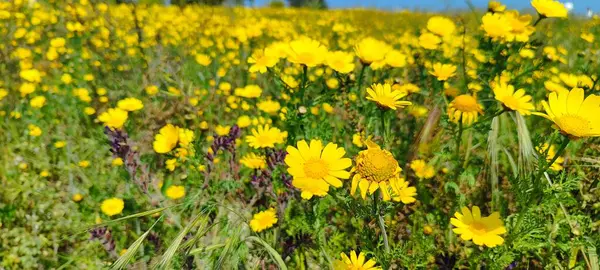 Sarı papatya, pek çok ülkenin manzarasını parlak sarı renkleriyle süslüyor. Bitki, dağlık alanlar da dahil olmak üzere çeşitli habitatlarda gelişir..