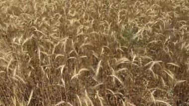 Tarım tarlaları, rüzgâr sarı buğday başaklarını karıştırıyor. Buğday, arpa ve çavdar ekili tarla. Tahıl toplama zamanı..