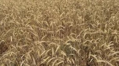 Tarım tarlaları, rüzgâr sarı buğday başaklarını karıştırıyor. Buğday, arpa ve çavdar ekili tarla. Tahıl toplama zamanı..