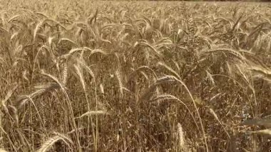 Tarım tarlaları, rüzgâr sarı buğday başaklarını karıştırıyor. Buğday, arpa ve çavdar ekili tarla. Tahıl toplama zamanı..