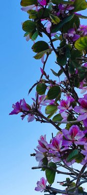 Çiçekli Hong Kong orkide ağacı. Mor pembe orkide benzeri çiçekler ve yeşil yapraklı bir dal..