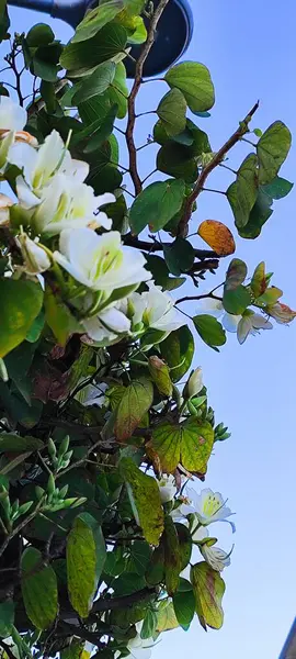 Bauhinia Acuminata çiçeklerine yakın çekim. Beyaz çiçekli güzel tropikal ağaç.