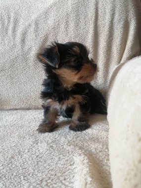 Sevimli Yorkshire Teriyer Köpeğinin Portresi.