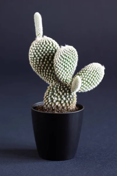 Kleine Hasenohren Kaktuspflanze Opuntia Microdasys Schwarzen Topf Auf Dunkelblauem Hintergrund — Stockfoto
