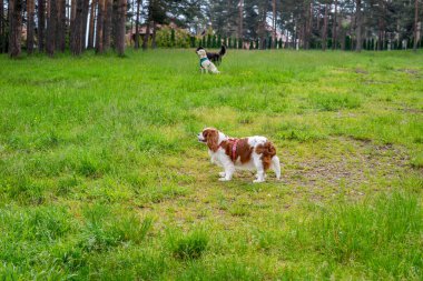 Şövalye Kral Charles, arka planda iki köpekle birlikte yeşil bir alanda.