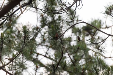 Bulanık gökyüzüne karşı kozalaklı ağaç dalları - arkaplan olarak uygun