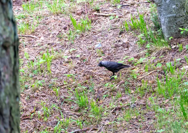 Dağ Ormanının Yüzeyindeki Kara Kuş — Stok fotoğraf