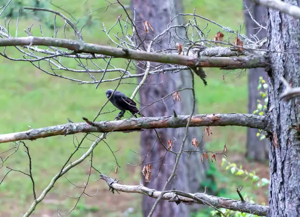 Zwarte Vogel Een Tak Van Een Berg Naaldboom — Stockfoto