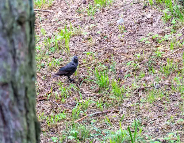 Dağ Ormanının Yüzeyindeki Kara Kuş — Stok fotoğraf
