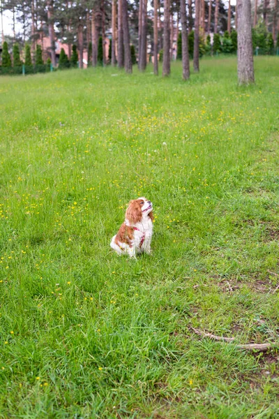 骑士查尔斯国王在绿地上的猎犬 — 图库照片