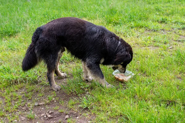 Stray dog eating from a plastic box on a green field