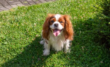 Neşeli köpek Şövalye Kral Charles Spaniel yürüyüş sırasında gülümsüyor.