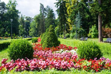 Yazın yemyeşil çiçekleri, bitkileri, otları, ağaçları ve çalıları olan halka açık bir park - ayrıntılar
