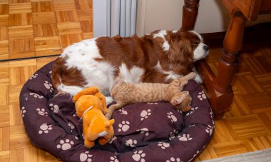 Şövalye Kral Charles Spaniel evdeki yatakta küçük bir kediyle uyuyor.