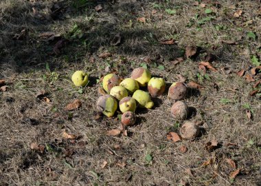 Çürümüş ve olgun ayvalar ağaçtan yere düştü ve bir yığın içinde toplandı.