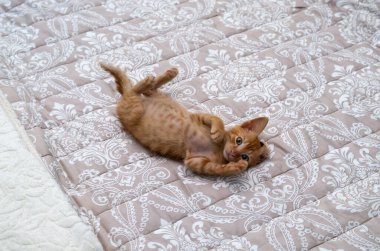 Büyüleyici turuncu kedi yavrusu dinleniyor ve yatakta geriniyor.