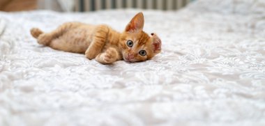 Büyüleyici turuncu kedi yavrusu dinleniyor ve yatakta geriniyor.