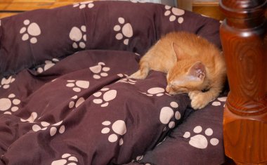 Büyüleyici turuncu kedi yavrusu rahatlıyor ve bir köpek yatağında uyuyor.