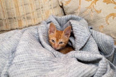Çekici turuncu kedi yavrusu mavi bir kanepede dinleniyor. Gözlerinin rengi battaniyenin rengine uyuyor..
